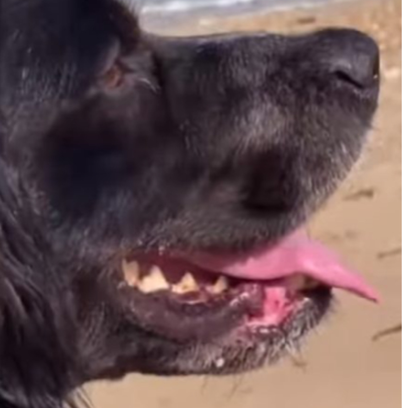 Cane si rilassa in spiaggia