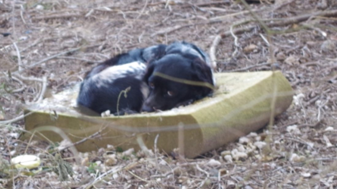 Cane sta su un materasso