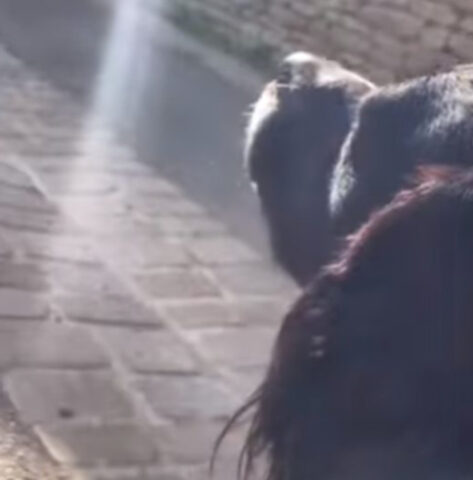 Non voleva allontanarsi dal giaciglio puzzolente che si era costruito, ma questo cane stava soffrendo