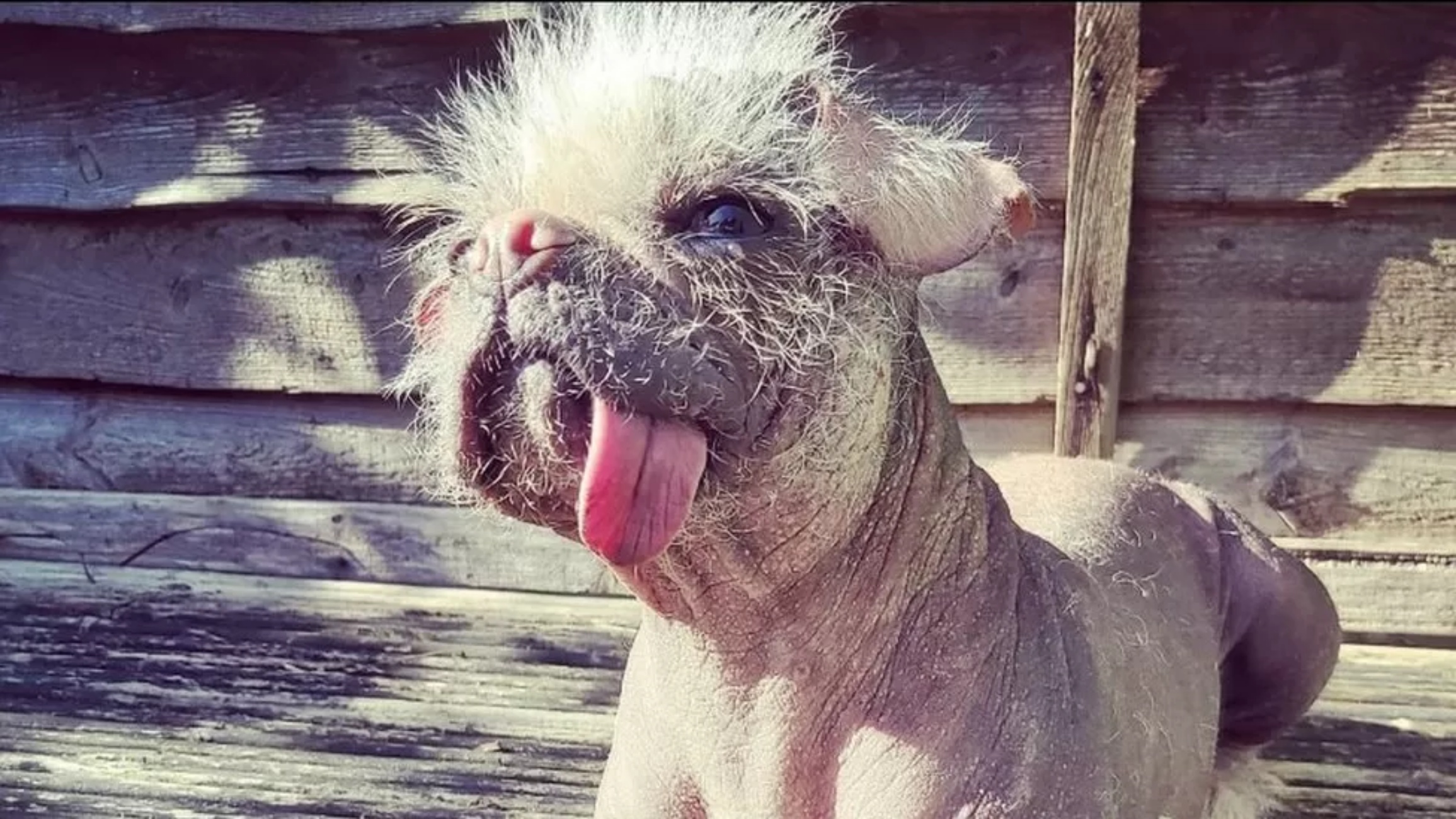 cagnolina con lingua fuori