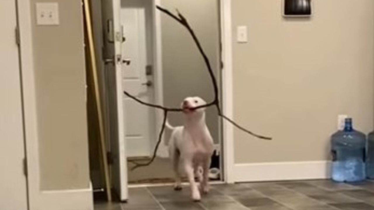 cane con un ceppo