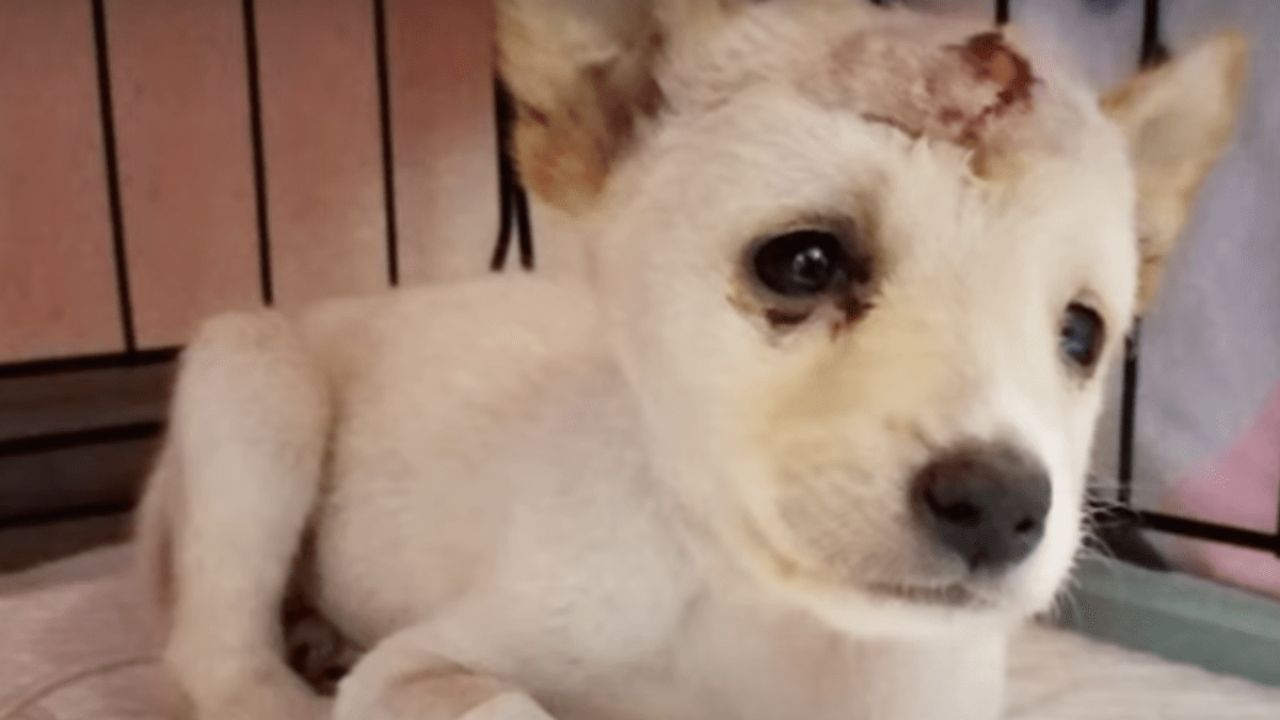 cagnolino con cranio rotto