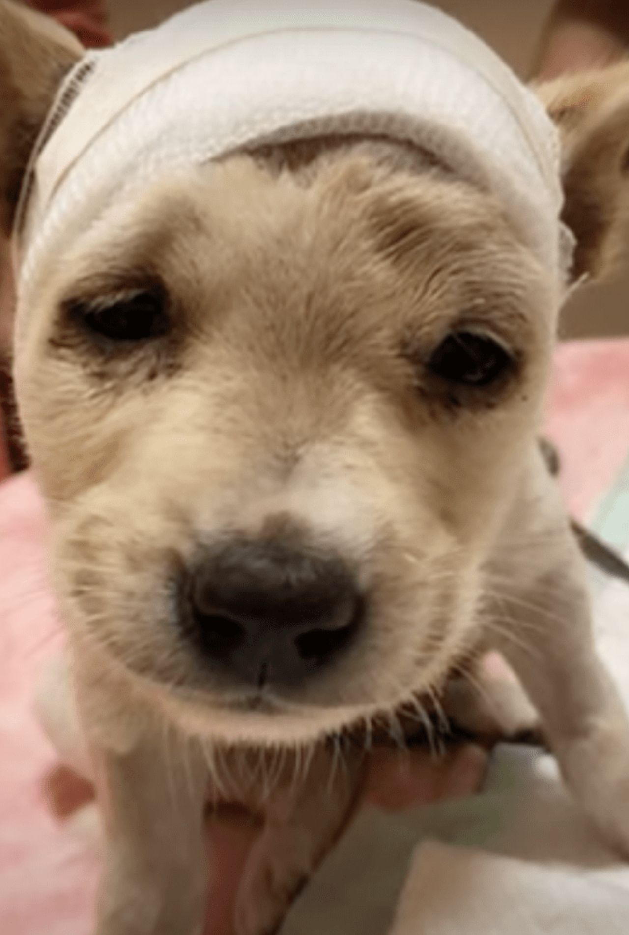 cagnolino con cranio rotto