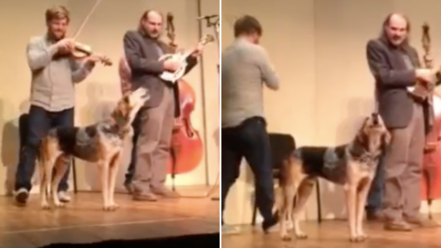 Questa band ha un cantante speciale: il cane sale sul palco e conquista il pubblico