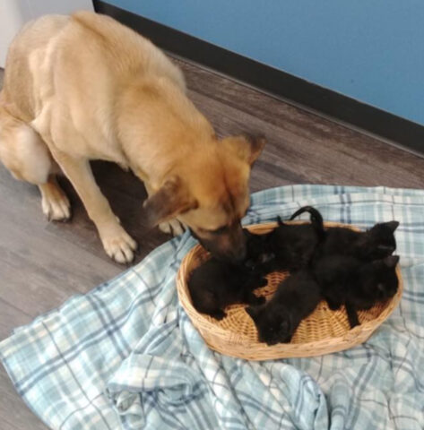 Questa cagnolina randagia ha compiuto il gesto più nobile proteggendo dei gattini orfani