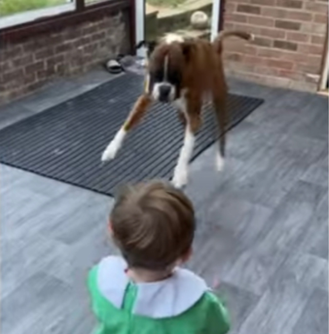 Cagnolino e bambino saltano