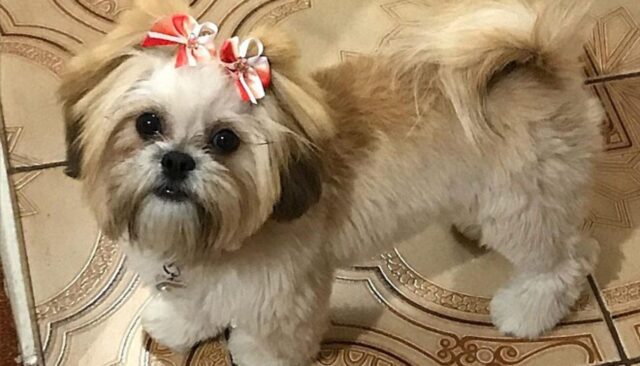 Questo cucciolo di Shih-tzu ha imparato ad aprire la porta agli ospiti: la loro reazione è incredibile