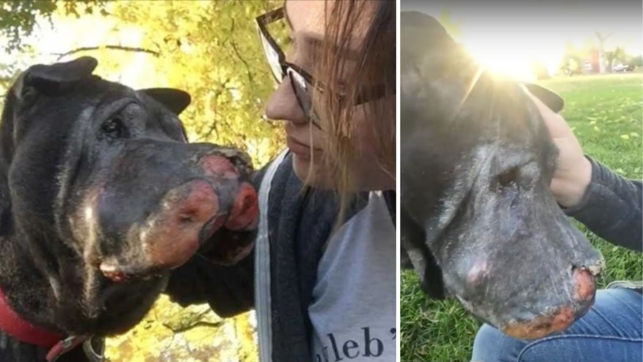 ragazza salva un cane molto malato