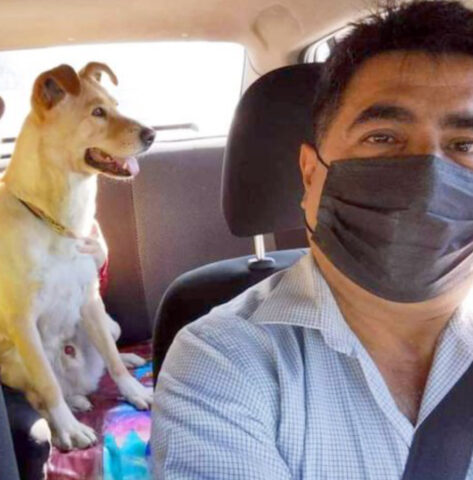 Taxi per i cagnolini: l’originale servizio che sta facendo il giro del mondo e rende felici gli amanti degli animali