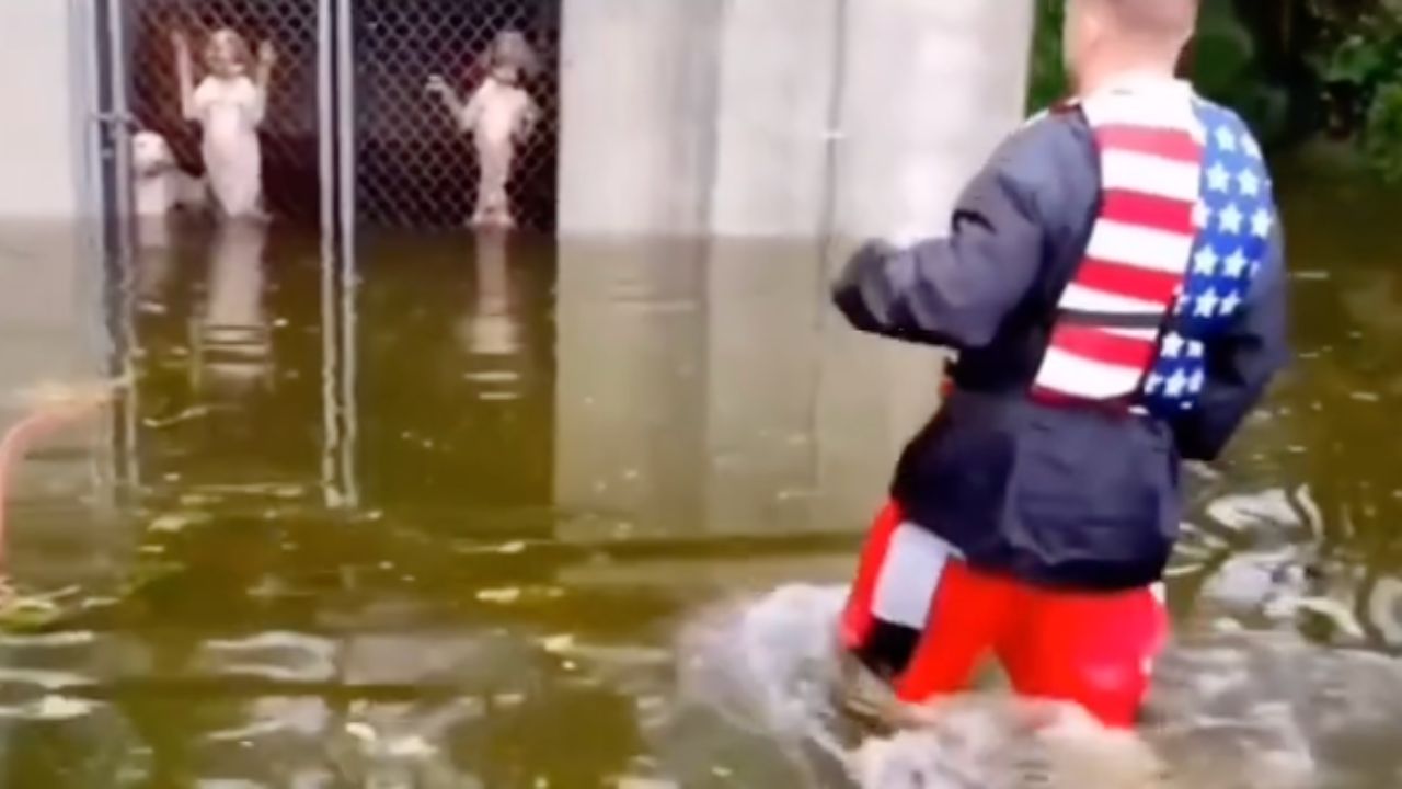 un ragazzo libera i cani