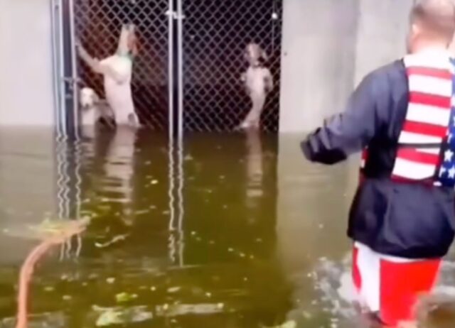 Tre cani chiusi in una gabbia vengono liberati da un ragazzo prima di rimanere sommersi dall’acqua (VIDEO)