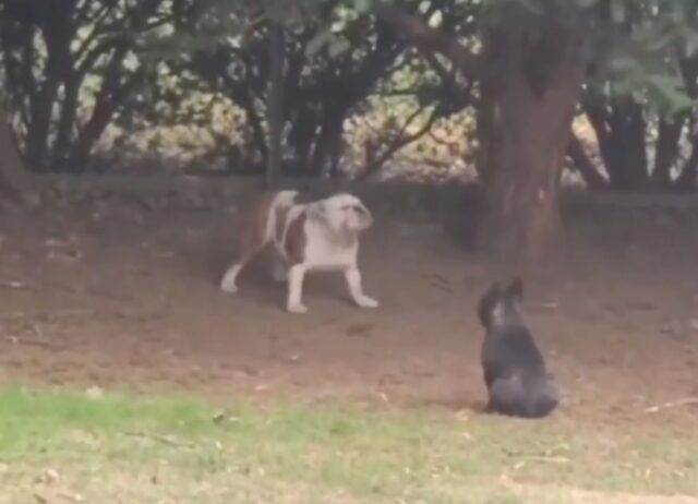 Un Bulldog prova a prendere una bacca su di un albero, ma cade in modo goffo (VIDEO)