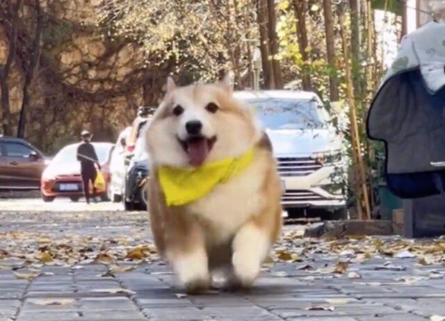 Un Corgi corre in modo sfrenato verso il suo padrone,  purtroppo però sembra vada a rallentatore (VIDEO)