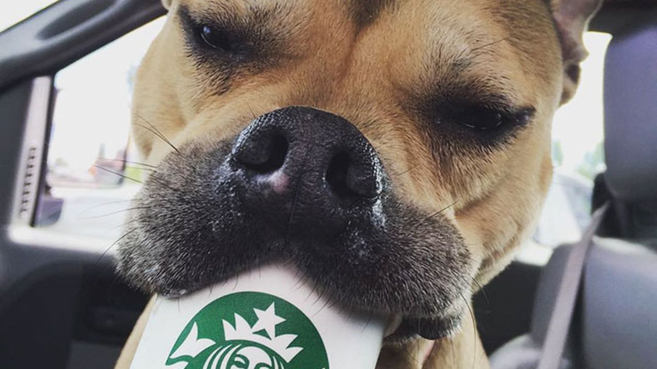 bulldog mangia Puppuccino