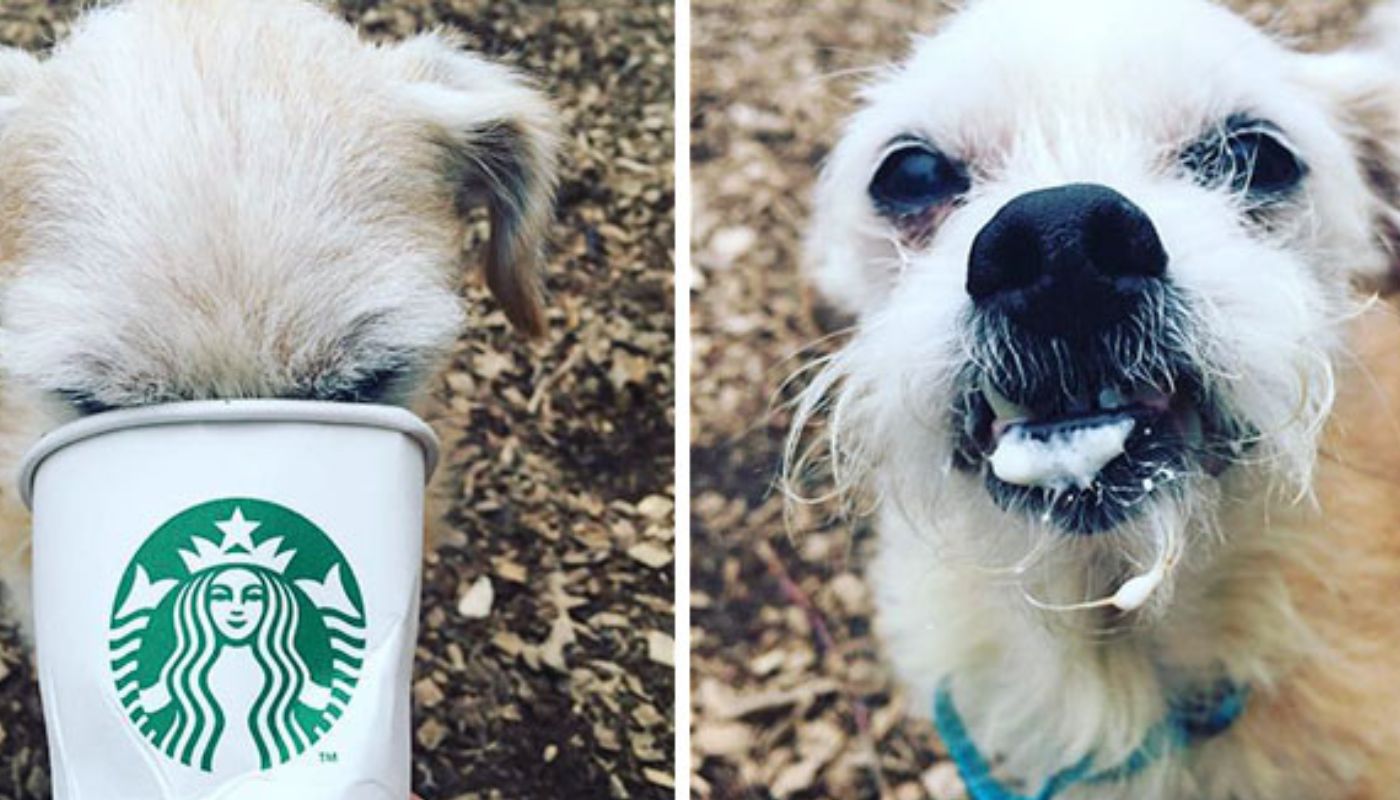 cane esce dal rifugio per un Puppuccino