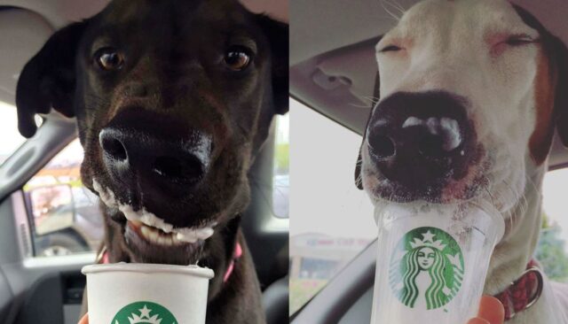 Un Puppuccino per un’adozione: così la volontaria aiuta i cani a trovare una famiglia