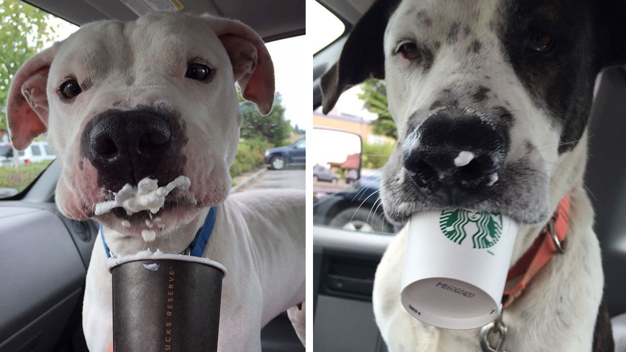 cani mangiano Puppuccino