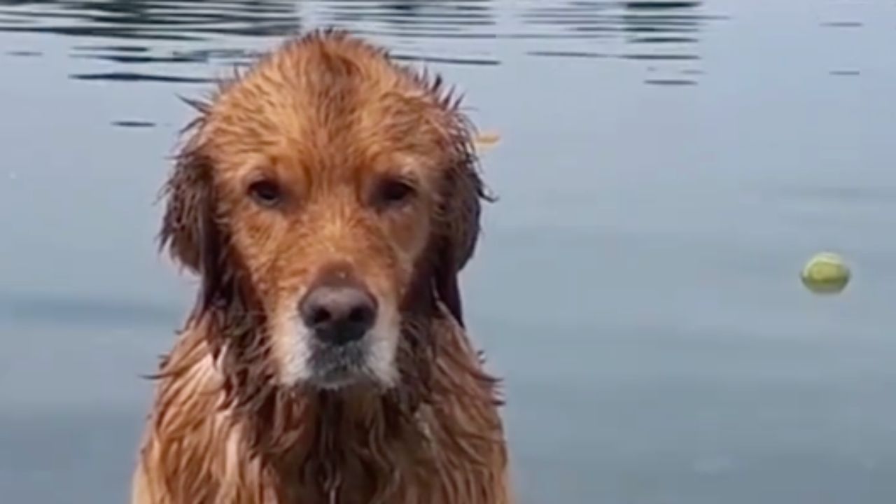 cagnolone permaloso