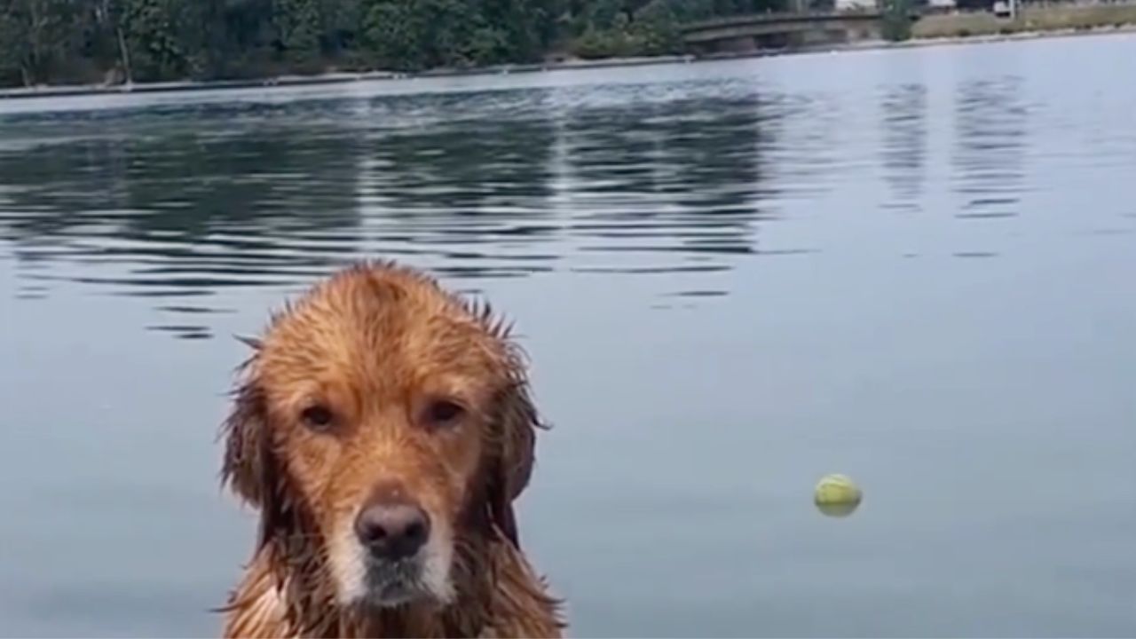 un cane immobile