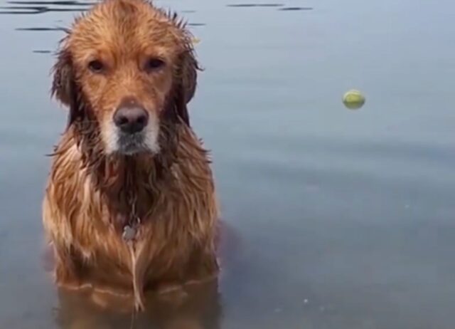 Un cagnolone permaloso si è arrabbiato con la padrona perché non gli ha passato bene la pallina (VIDEO)