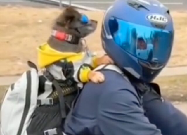 Un cane coraggioso va in moto con il padrone dentro uno zaino (VIDEO)