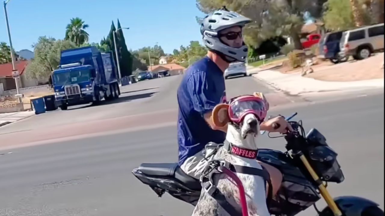 cane va in sidecar con il padrone