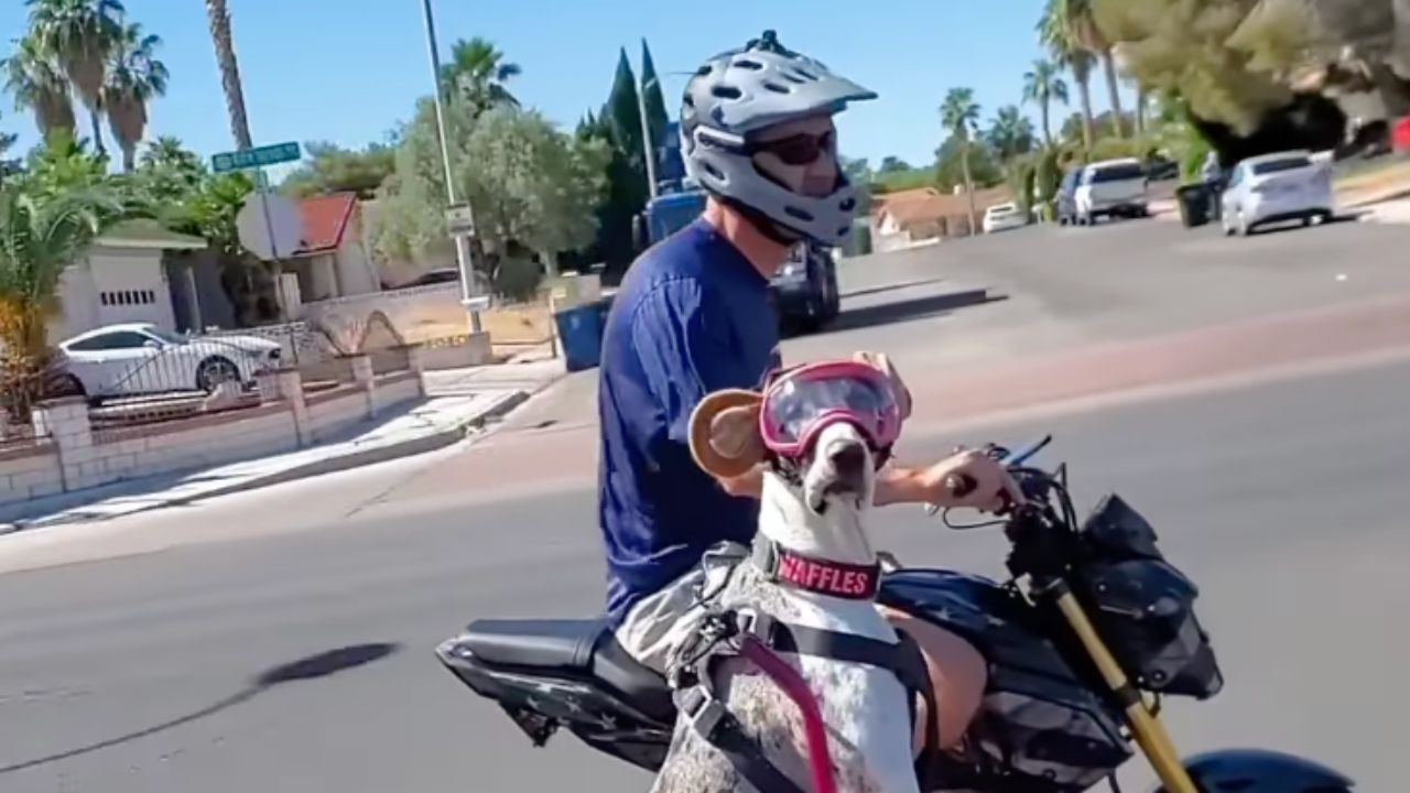 Cane va in moto