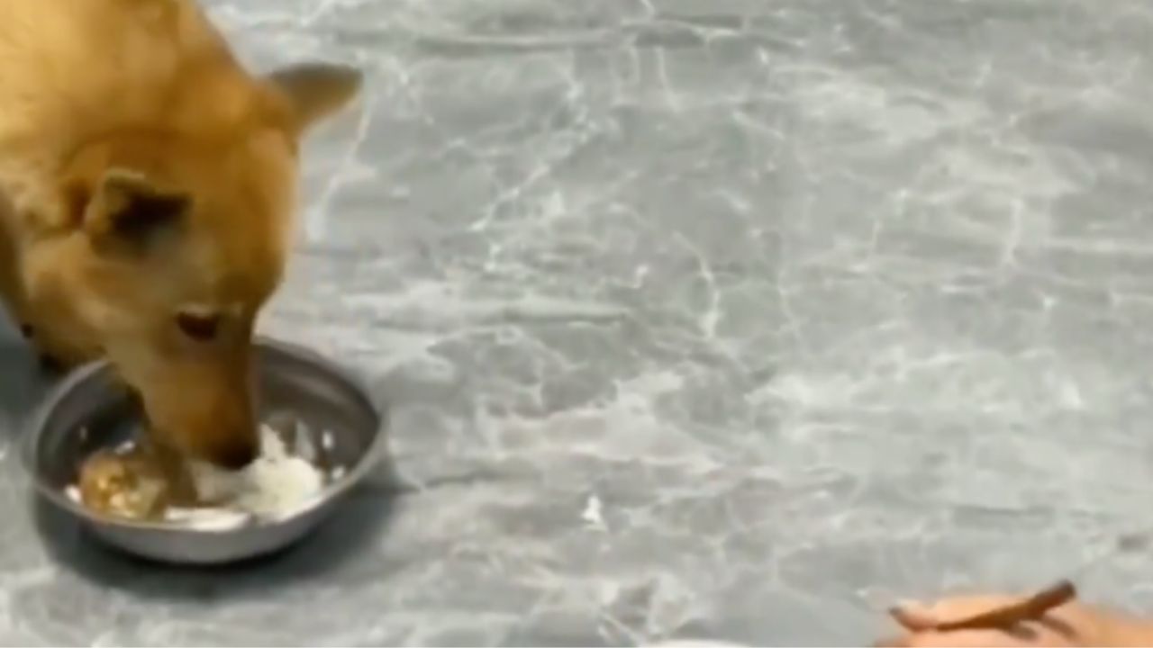 cane cede il suo pasto