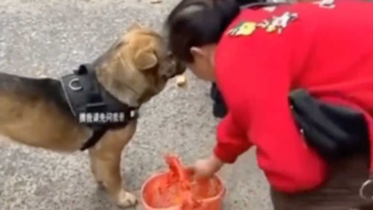 un cane va a fare la spesa