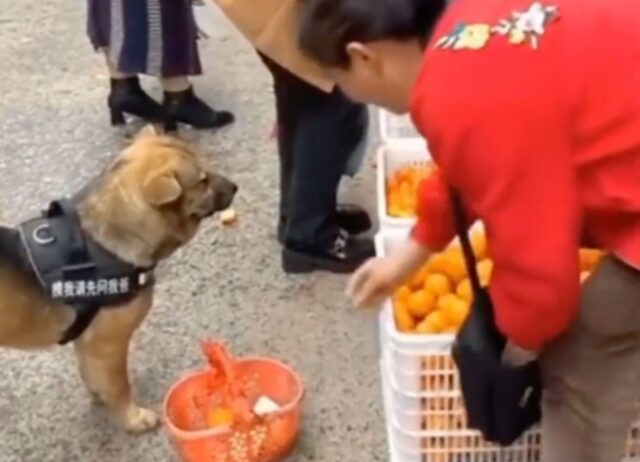 Un cane molto intelligente va a fare la spesa dal fruttivendolo al posto del padrone (VIDEO)