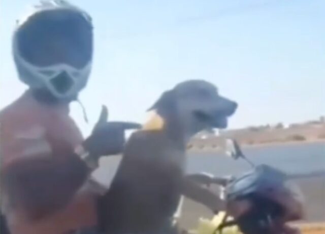 Un cane pilota guida la moto per accompagnare i suoi padroni in città (VIDEO)