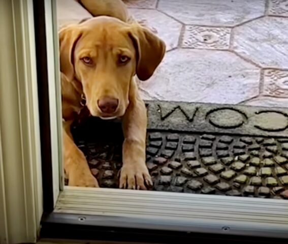 Un cucciolo randagio si presenta davanti la porta di una donna e chiede di essere salvato