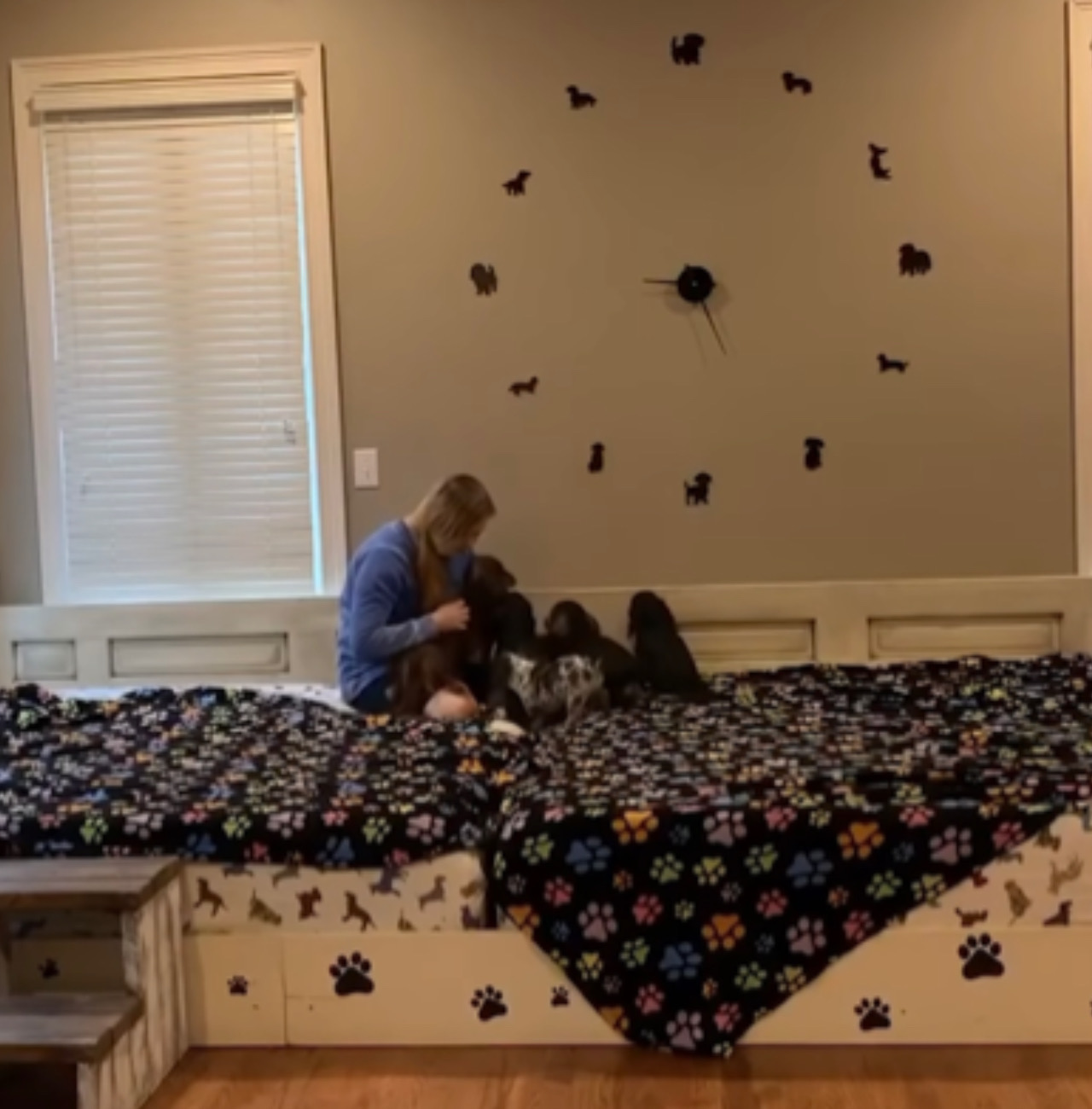 Cani con la loro umana sul letto