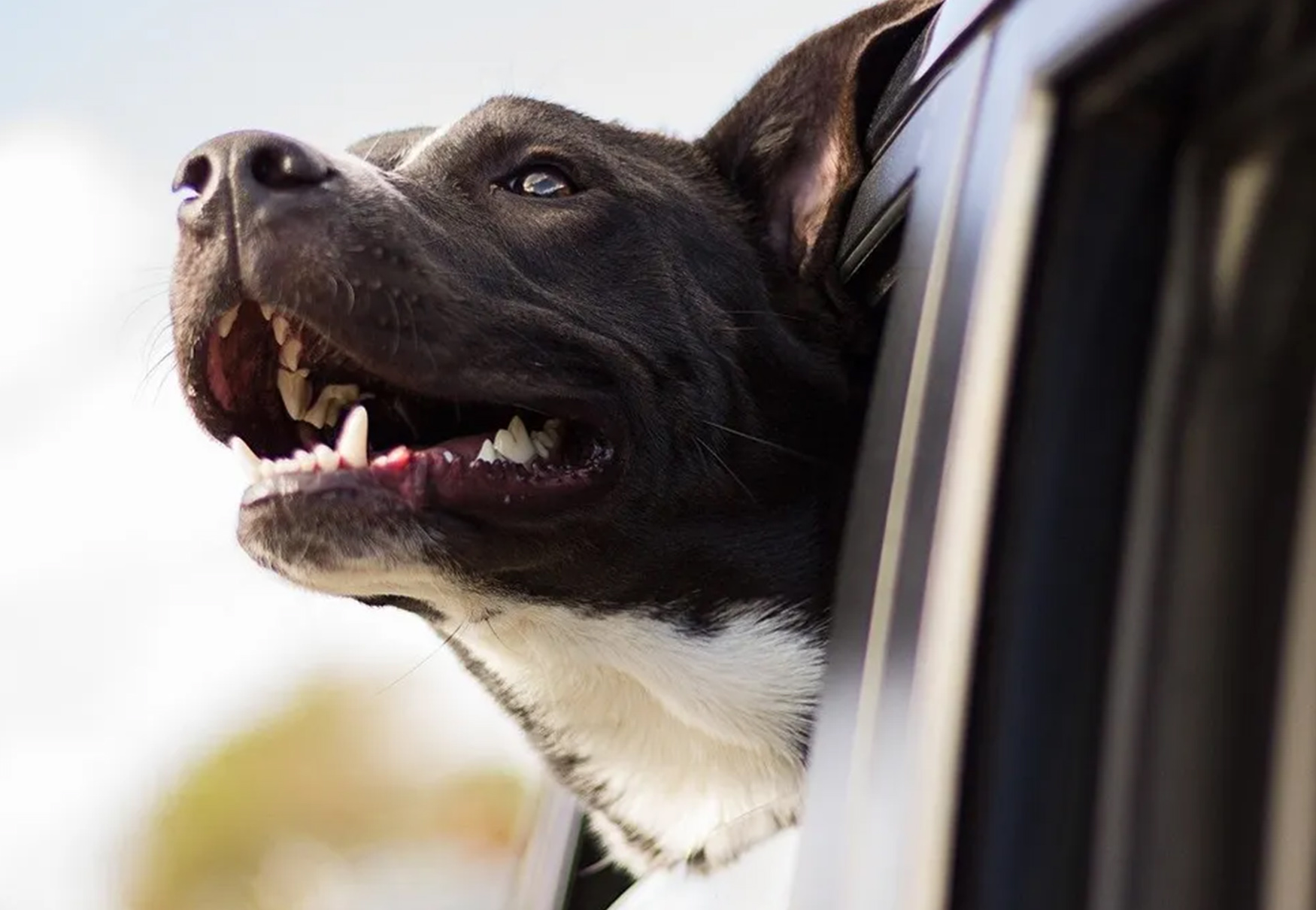 cane viaggia in auto