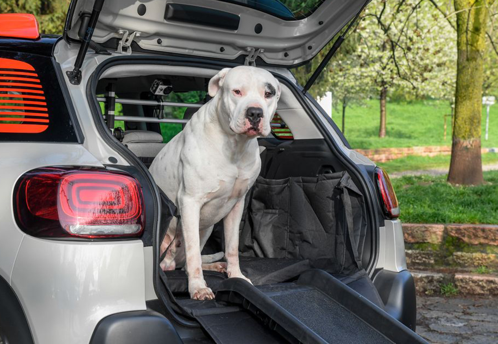 portabagagli allestito per cani