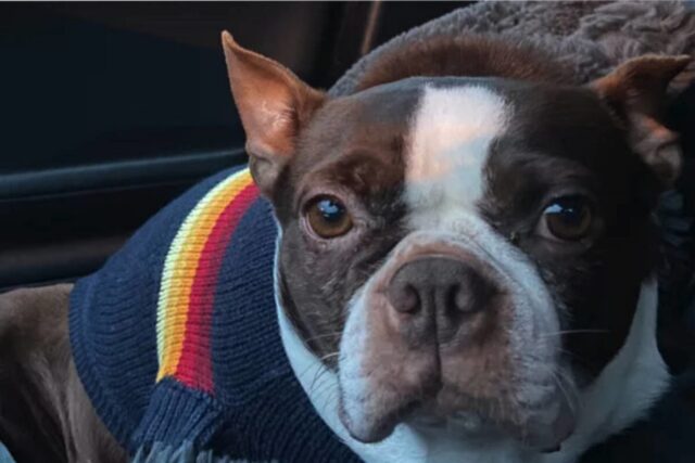 Alex Garfin e il cane abbandonato: l’attore di Superman e Lois chiede di aiutarlo