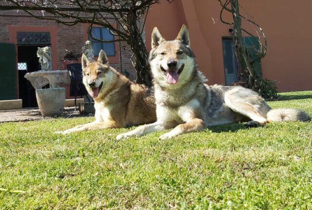 scappati di casa due cani lupo cecoslovacchi
