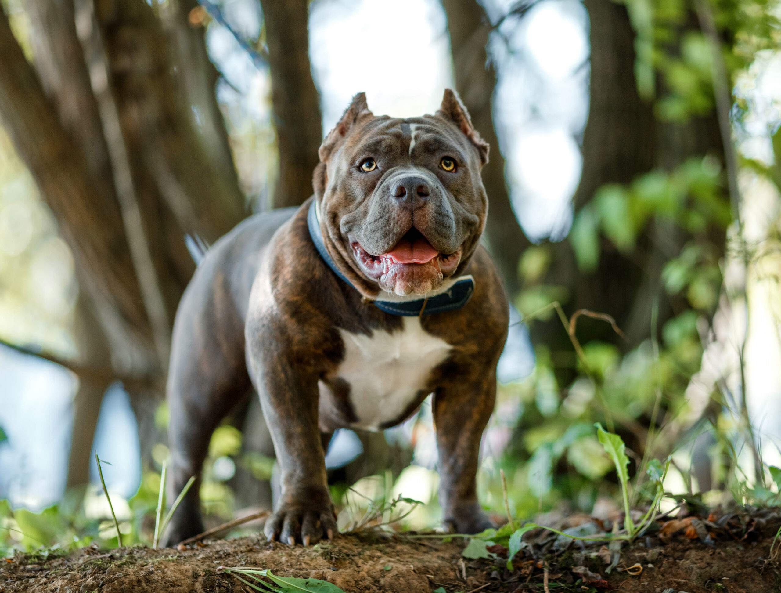 esemplare di Pit Bull primo piano