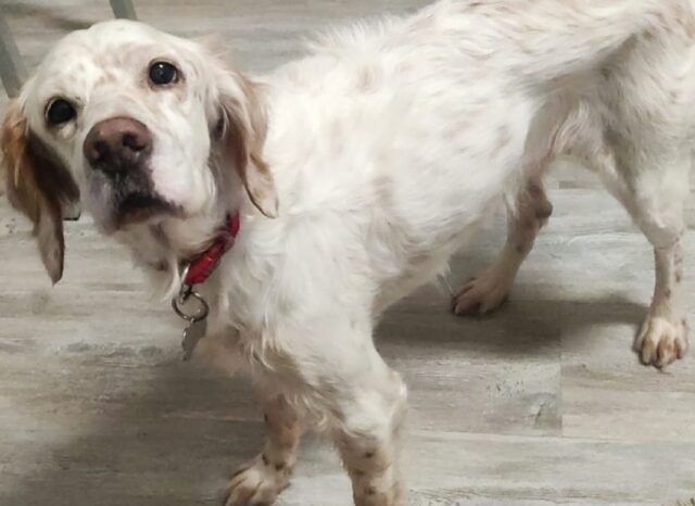 Andora, aiutiamo il povero Tullio a tornare dai suoi proprietari, il cane Setter è svanito nel nulla