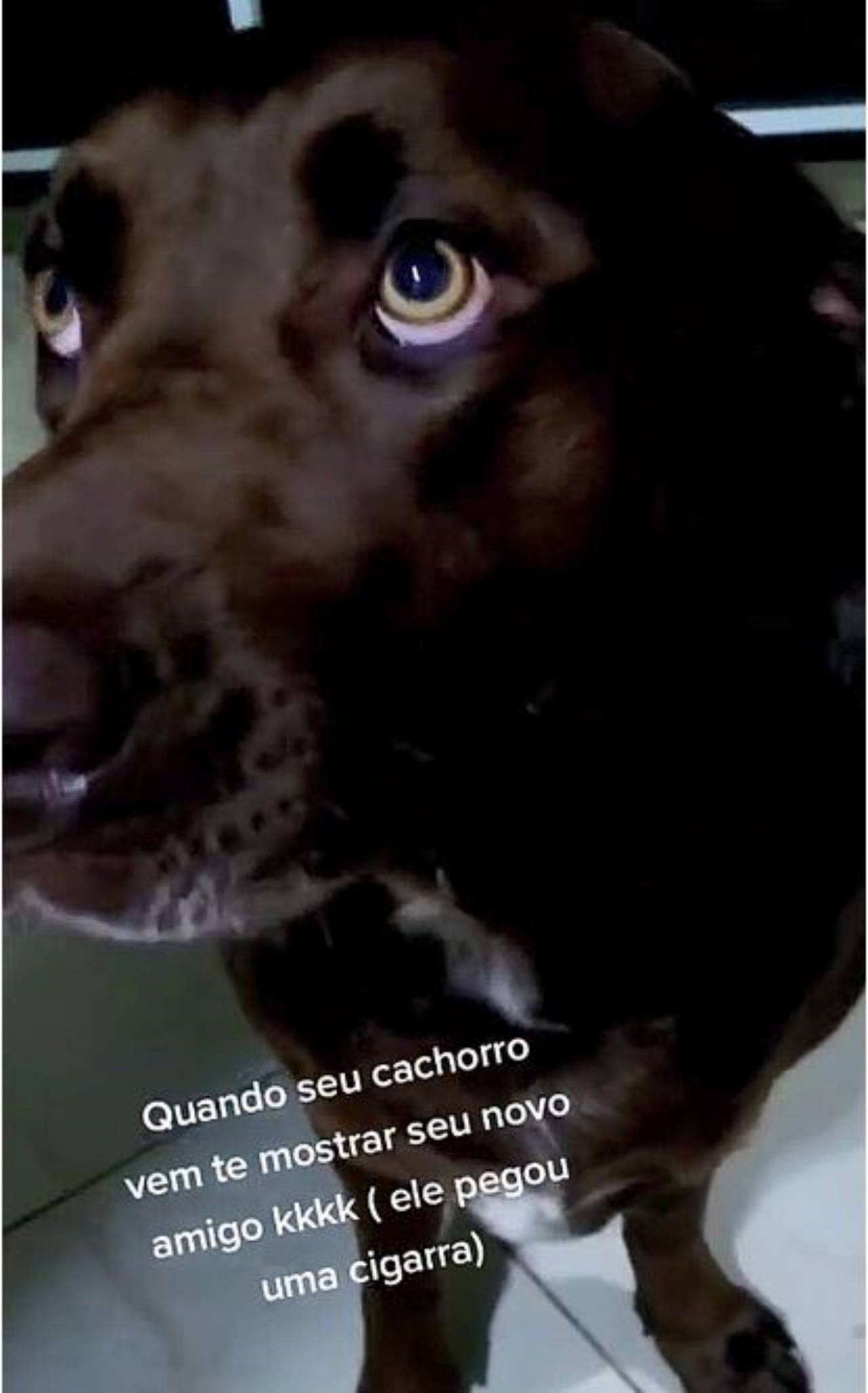 Un cane di nome Apollo con lo sguardo colpevole
