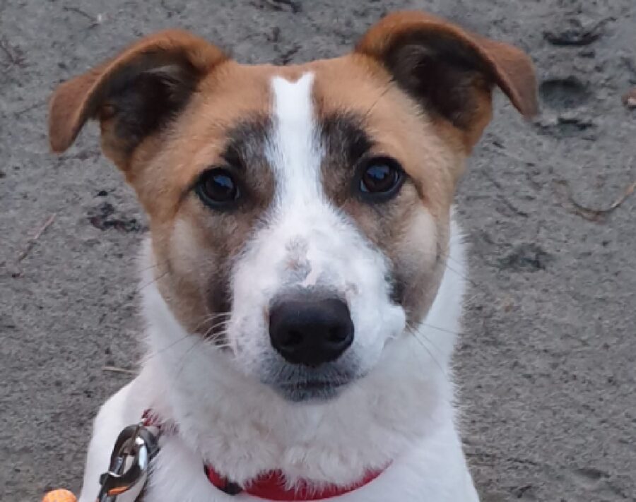 cane lino meticcio pelo bianco marroncino