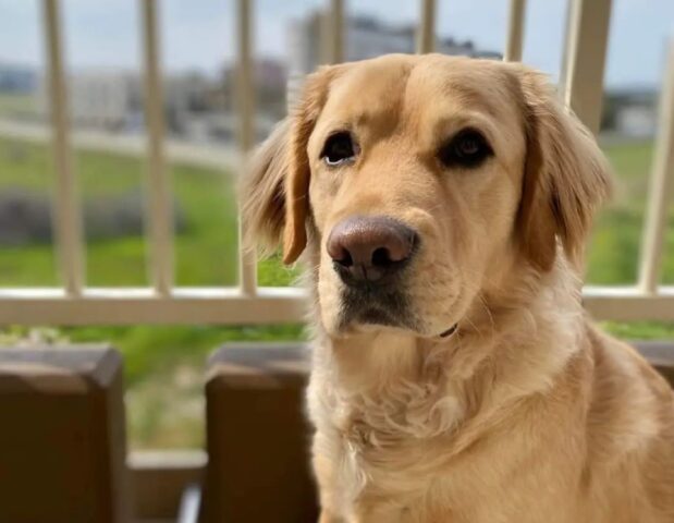 Bari, denunciata la scomparsa del Golden Retriever Achille, il cane deve tornare dalla sua famiglia