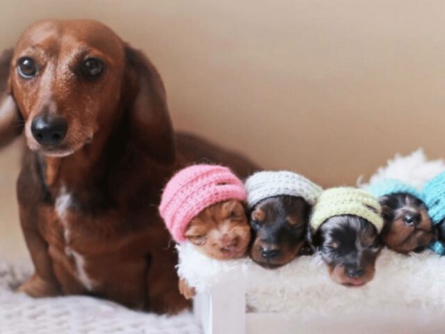 Questa tenera bassotta è orgogliosa dei suoi cuccioli e posa per una foto davvero tenerissima