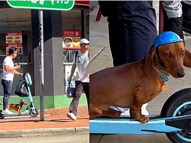 Cagnolino va sul monopattino insieme al suo proprietario