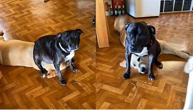 Maltrattamento in corso: uno Staffordshire Terrier si siede sul suo amico Golden Retriever