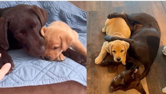 Labrador Retriever soffre di ansia da separazione; arriva in suo aiuto un piccolo cucciolo dolcissimo