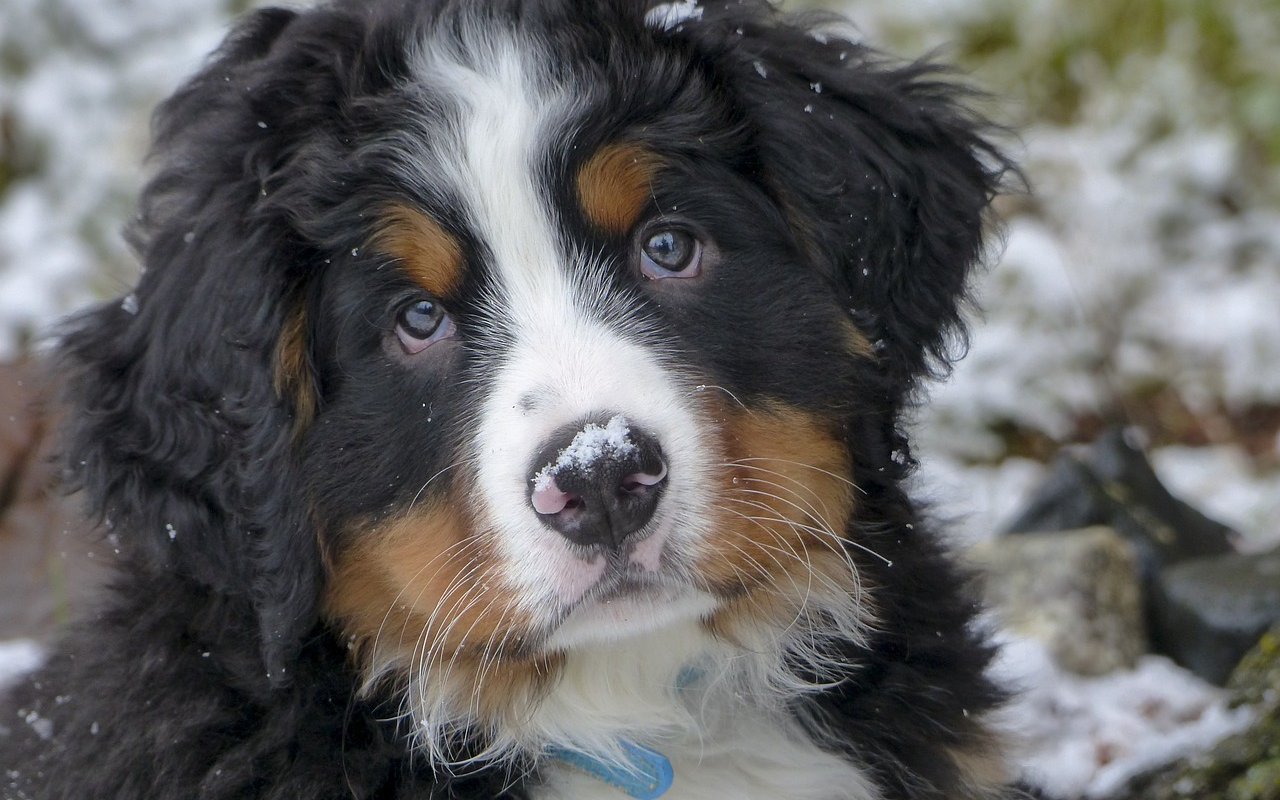 cane piccolo sulla neve