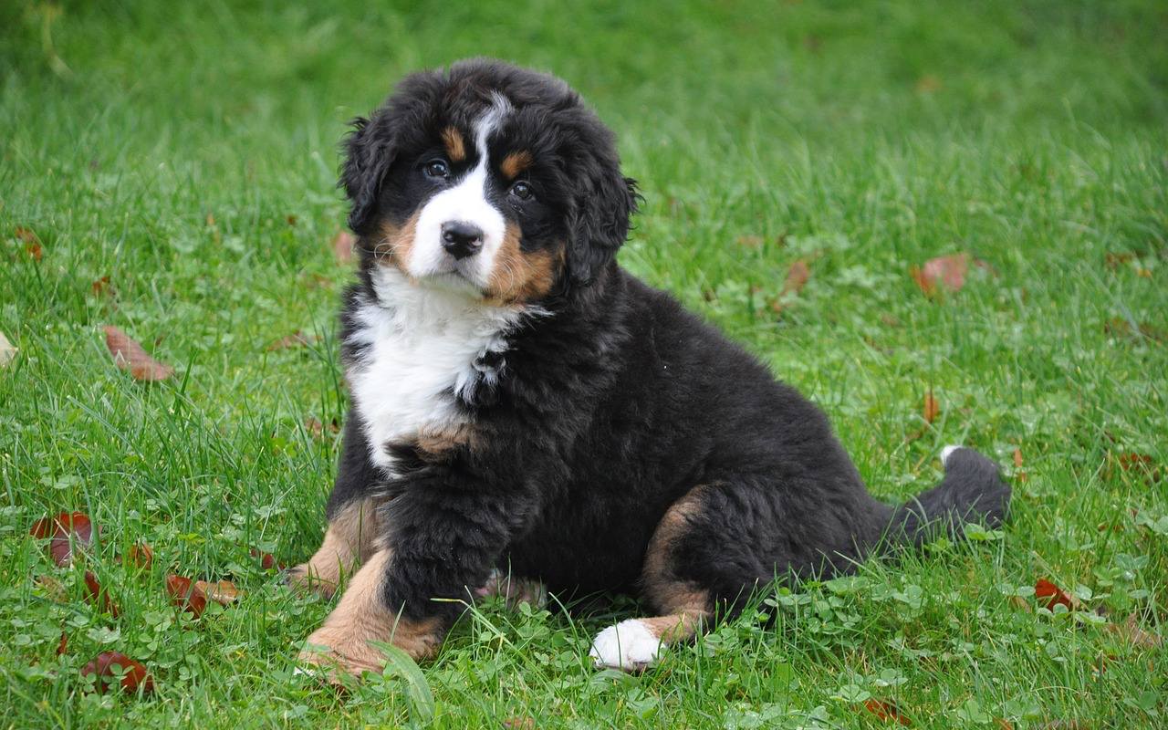 cucciolo di cane sul prato