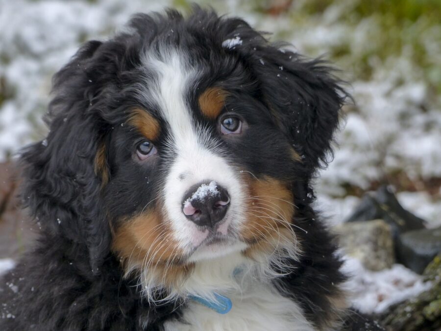 cagnolino piccolo tra la neve