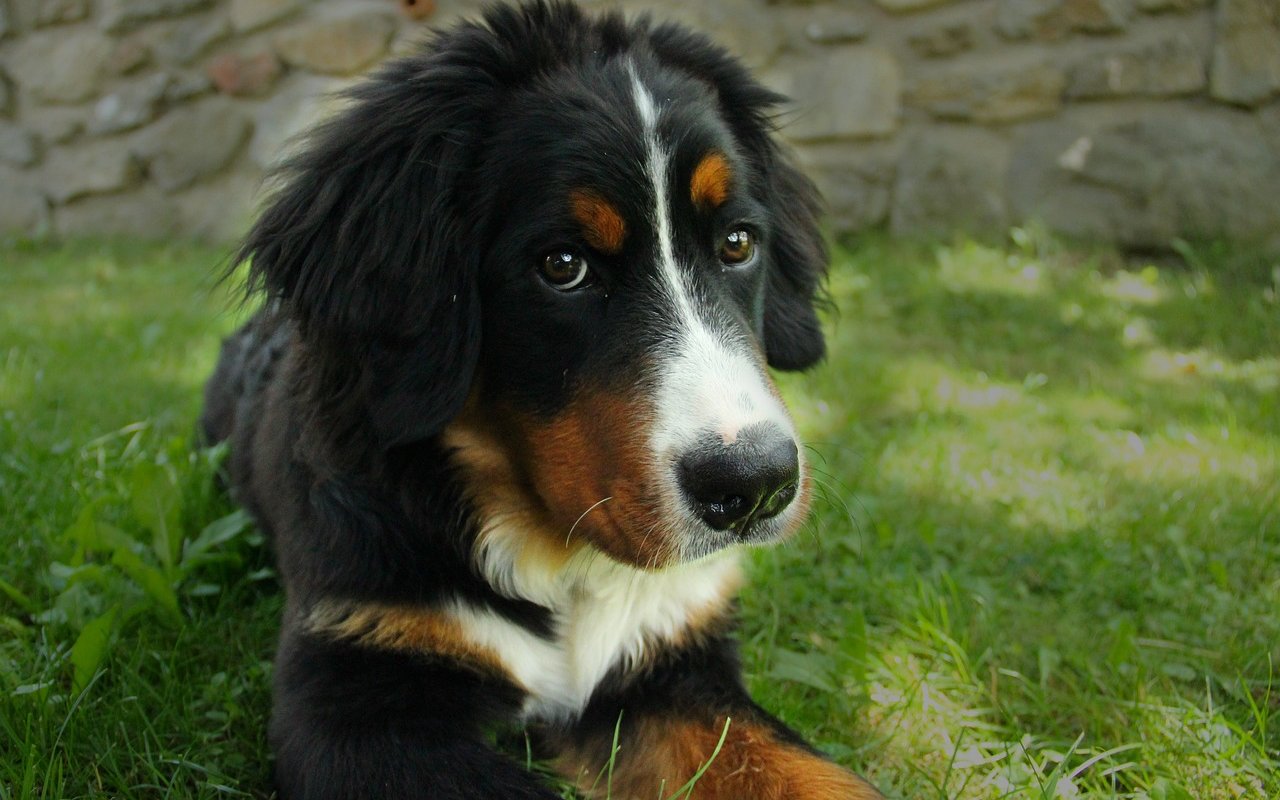 cagnolino con lo sguardo furbo